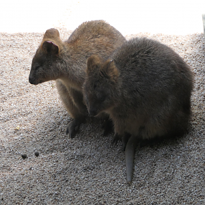 Quokka