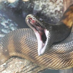Black-headed Python