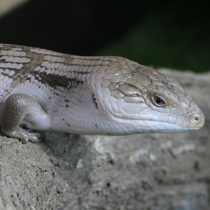 Common Blue-tongued Skink