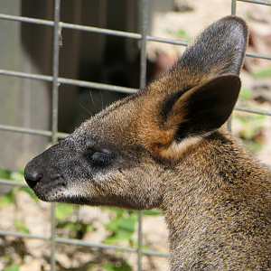 Swamp Wallaby