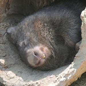 Common Wombat