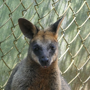 Swamp Wallaby