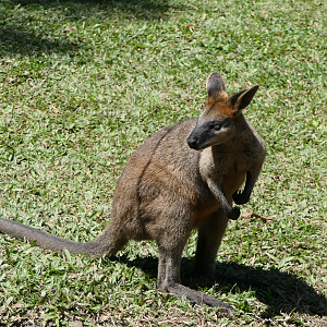 Swamp Wallaby