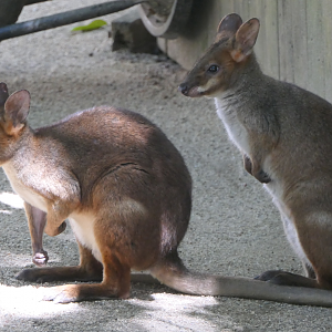 Red-legged Pademelon