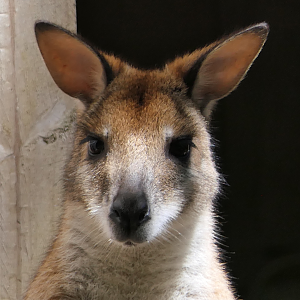 Agile Wallaby