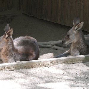 Eastern Grey Kangaroo