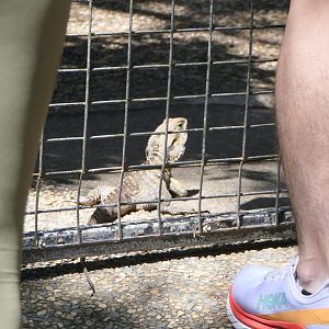 Eastern Water Dragon getting in the way