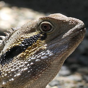 Eastern Water Dragon