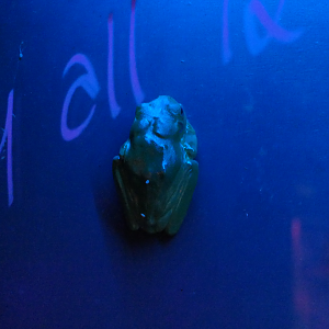 White-lipped Tree Frog