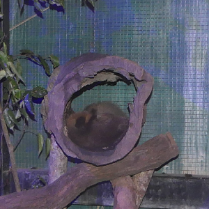 Yellow-bellied Glider