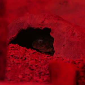 Rough Knob-tailed Gecko