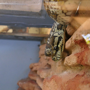 Darwin Carpet Python