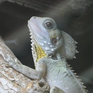 Boyd's Forest Dragon