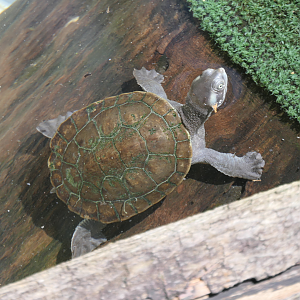 Macquarie River Turtle
