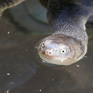 Eastern Snake-necked Turtle