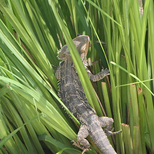 Central Bearded Dragon