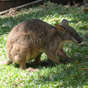Macropod ID? Kuranda Koala Gardens