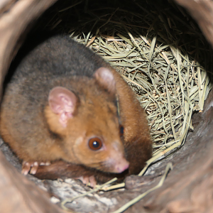 Ringtail Possum subspecies ID? pulcher? Kuranda Koala Gardens