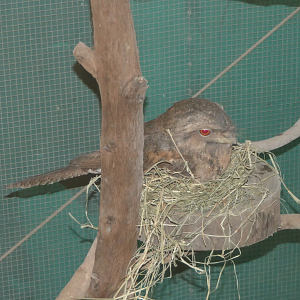 Papuan or Marbled Frogmouth? Kuranda Koala Gardens