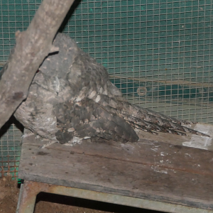 Papuan or Marbled Frogmouth? Kuranda Koala Gardens