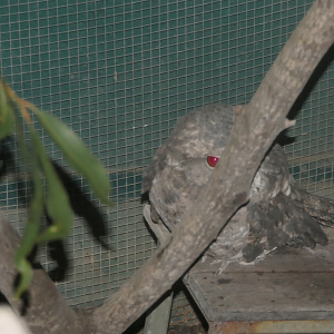Papuan or Marbled Frogmouth? Kuranda Koala Gardens