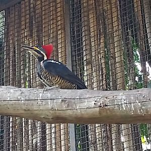Lineated woodpecker