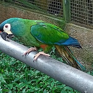 Blue winged macaw
