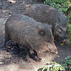 Collared peccary