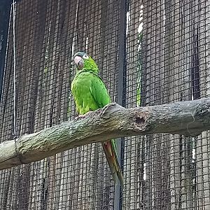 Blue crowned parakeet