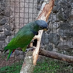 Scaly headed parrot