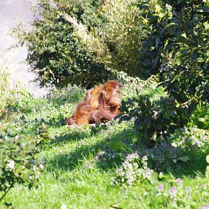 Sumatran Orangutan youngsters- Islands- 4/4/2023