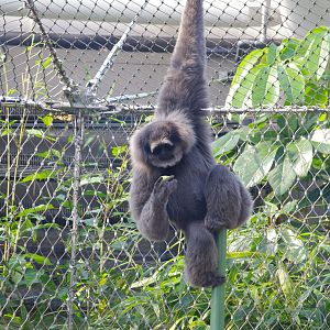 Silvery gibbon- Monsoon Forest- 4/4/2023