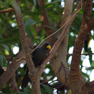 Grosbeak starling- Monsoon Forest- 4/4/2023