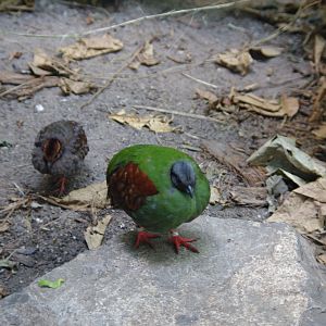 Crested Wood Partridge and chick- Monsoon Forest- 4/4/2023