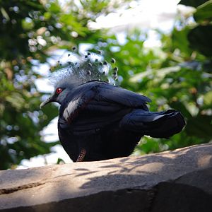 Victoria Crowned Pigeon- Monsoon Forest- 4/4/2023