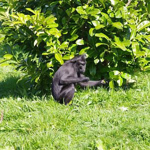 Sulawesi crested macaque- Islands- 4/4/2023