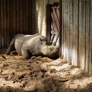 Eastern Black rhino- Tsavo Black Rhino house- 4/4/2023