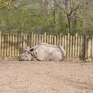 Beni- Greater one horned rhino male- 4/4/2023