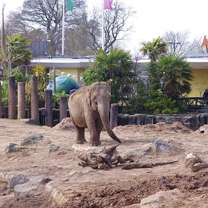 Maya- Asian elephant cow- 4/4/2023