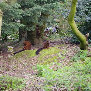 Red-bellied lemurs- 4/4/2023