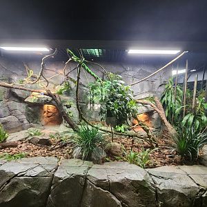 Relanscaped exhibit- Reptopia