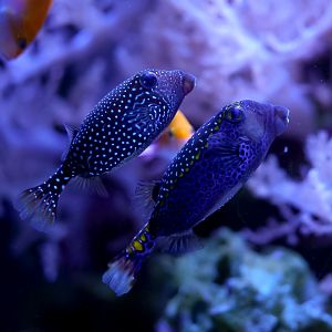 Spotted Boxfish Pair