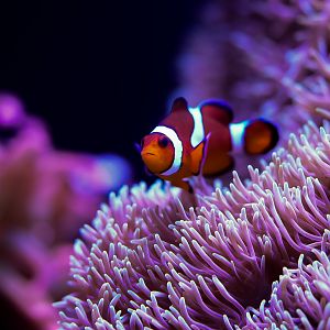 Clownfish & Anemones
