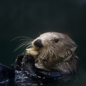 Sea Otter (Seiku)