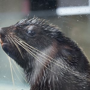 Northern Fur Seal (Flaherty)
