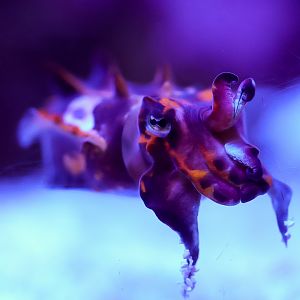 Flamboyant Cuttlefish