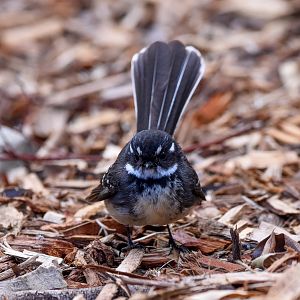 Grey Fantail