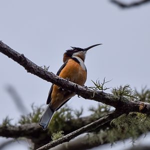 Eastern Spinebill