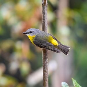 Eastern Yellow Robin