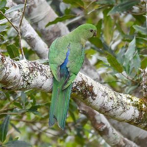 Australian King-Parrot